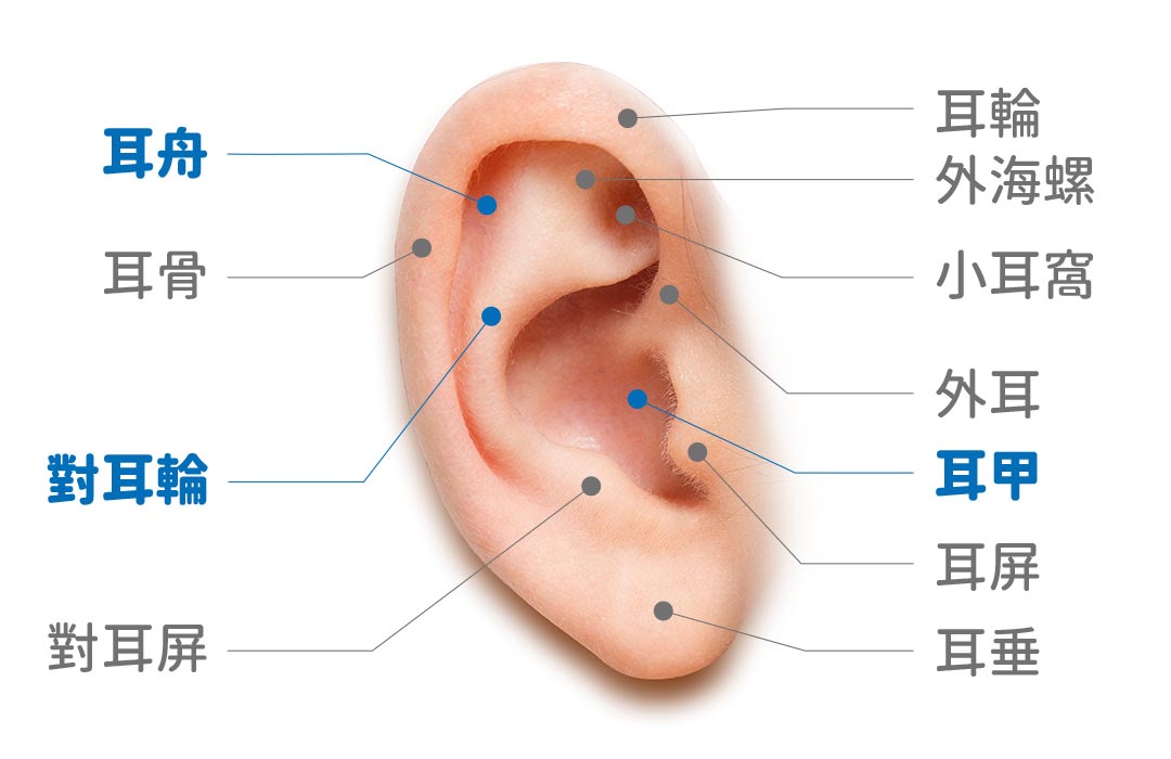 招風耳手術-耳朵的構造 黃馨慧醫師招風耳手術